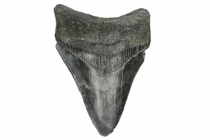 Fossil Megalodon Tooth - South Carolina #168132